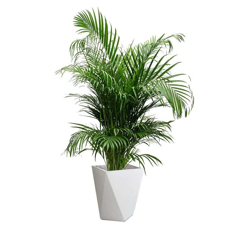 大型植物盆栽散尾葵绿植