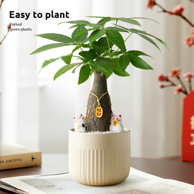 发财树创意盆栽绿植招财猫摆件