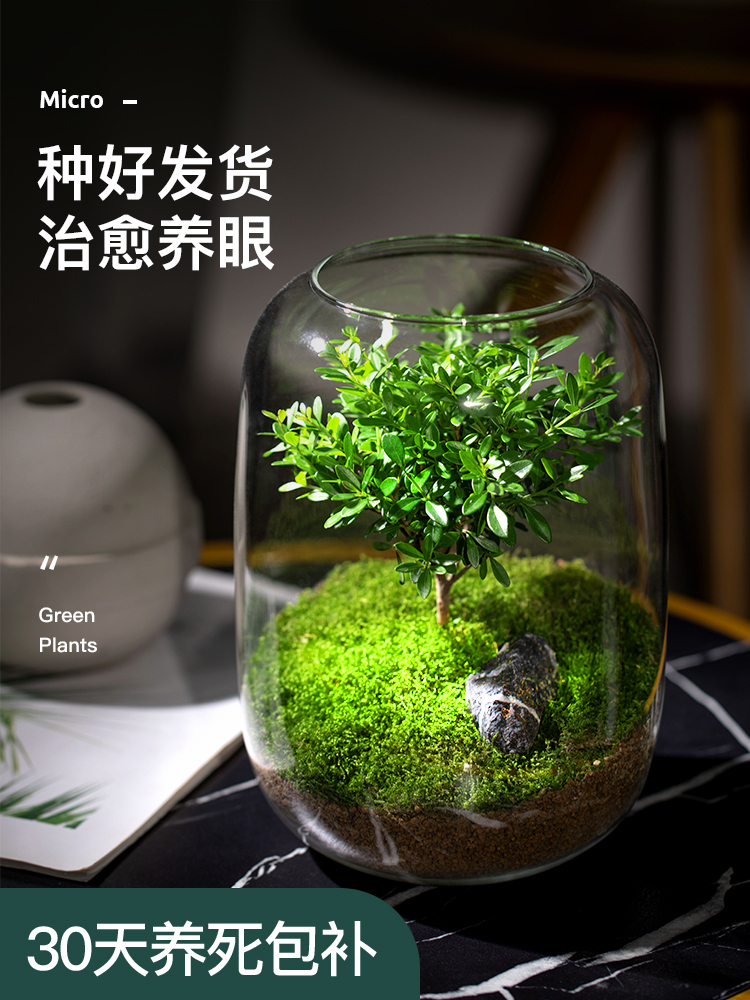生命之树生态瓶苔藓创意微景观桌面盆栽青苔造景缸植物办公室绿植