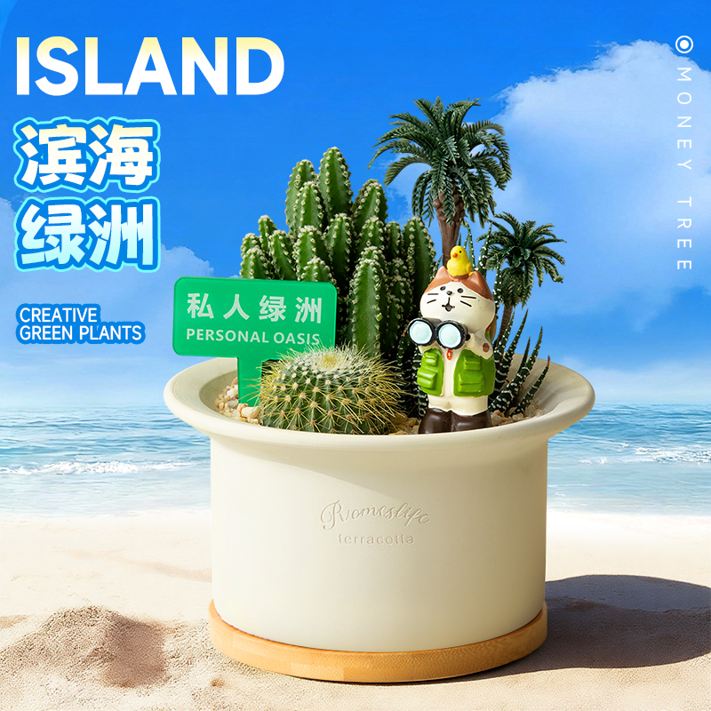 多肉植物办公室桌面花卉礼物好养