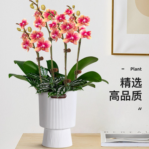 蝴蝶兰花苗带花苞盆栽客厅花卉