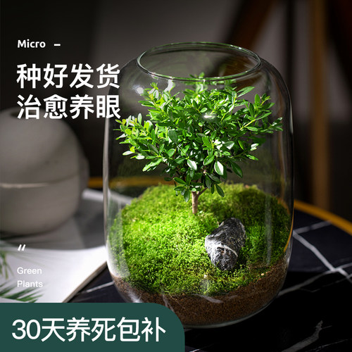 生命之树苔藓微景观送镊子+喷壶