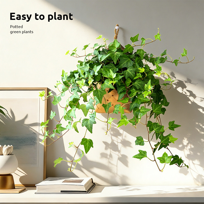 常春藤爬藤垂吊植物客厅室内墙壁挂壁绿植好养盆栽办公室桌面盆景,鲜花速递/花卉仿真/绿植园艺,绿植,淘宝优惠券,粉丝福利购,淘宝优惠卷