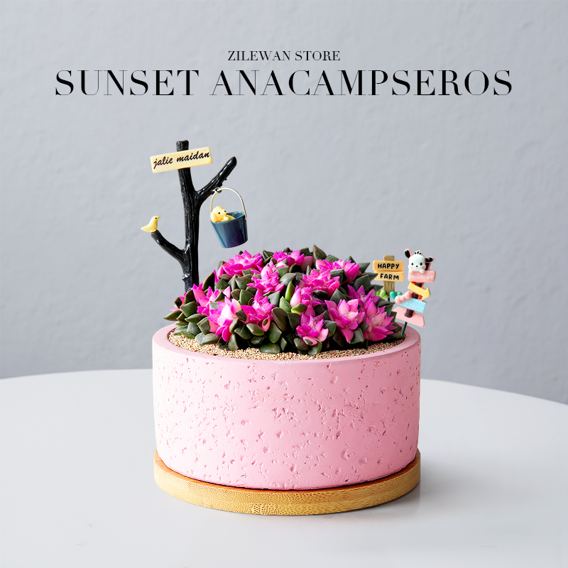 多肉植物吹雪之松锦办公室花卉