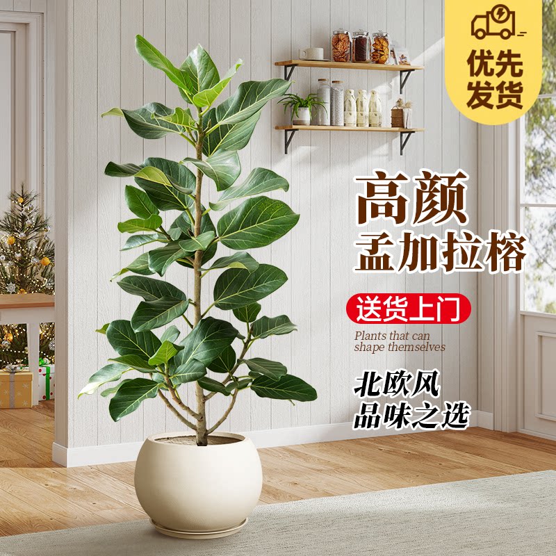 网红孟加拉榕盆栽大型绿植黄金榕高山榕树室内客厅落地橡皮面包树 - 实物图