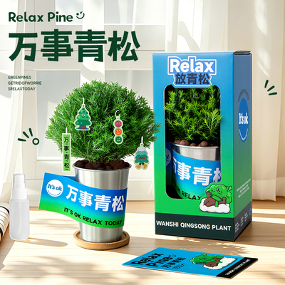 放青松雾松小盆栽桌面植物送礼