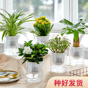 绿植办公室内花卉小盆栽办公室绿萝多肉水培植物好养发财树富贵竹
