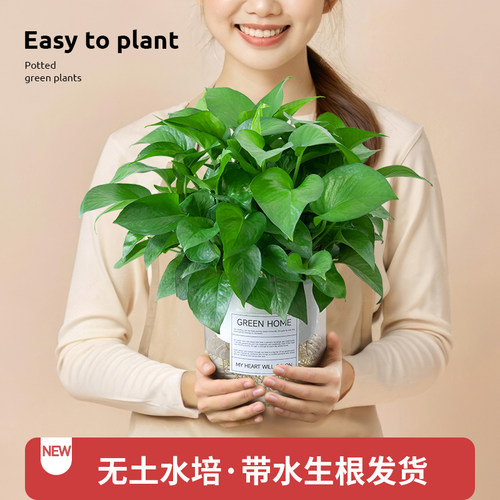 水培绿萝室内植物室内好养