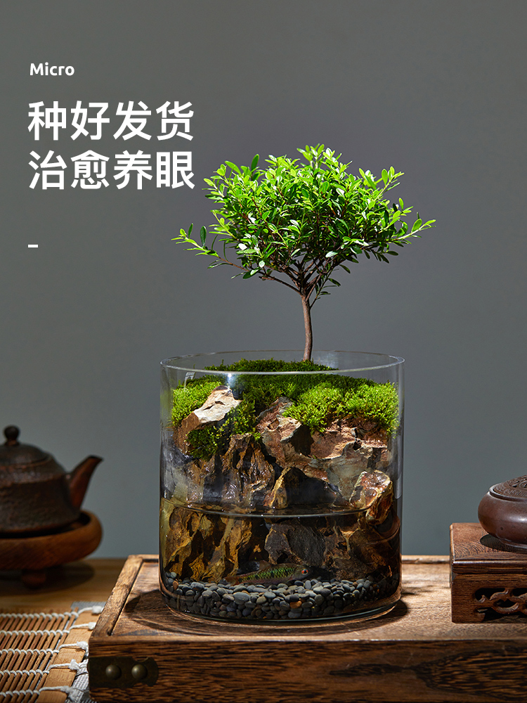 玄山桌面苔藓微景观造景植物生态瓶绿植盆栽玻璃室内盆景创意摆件