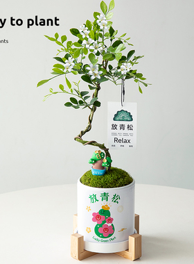 放青松绿植雾松室内九里香盆栽网红放轻松绿植办公桌面小盆景花卉