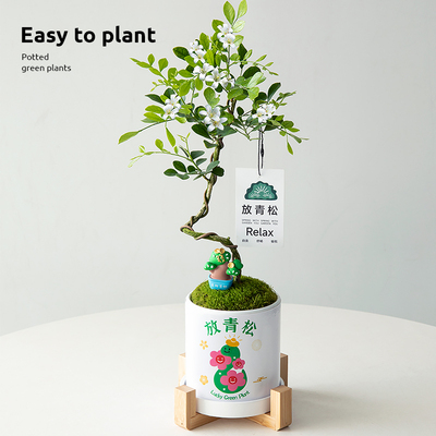 九里香盆栽室内绿植盆景