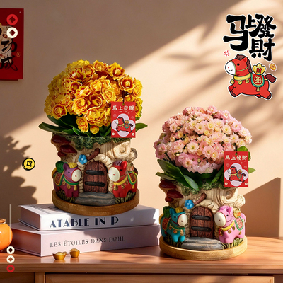 金色长寿花盆栽带苞易养