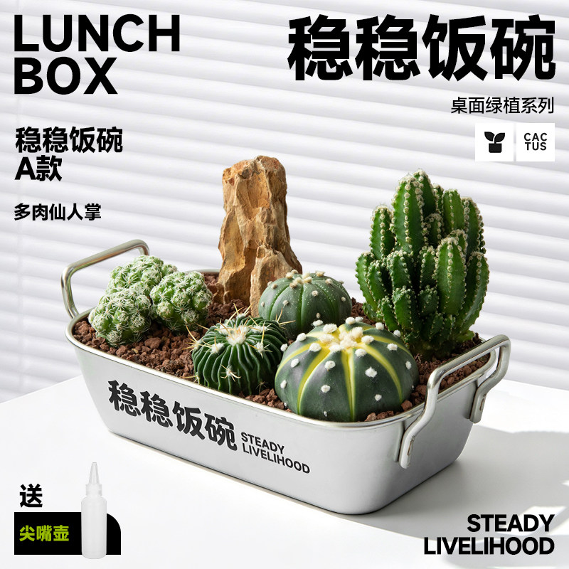 铁饭碗多肉仙人掌植物组合盆栽创意男生生日礼物办公室桌面绿植
