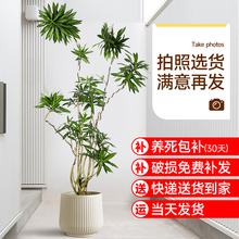 百合竹真绿植大型室内盆栽客厅落地大号网红植物造型四季常青好养