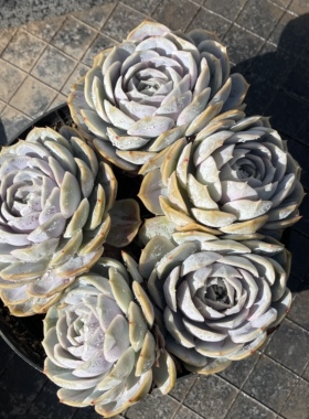 蓝色惊喜多肉植物一物一拍10元包邮20厘米左右整桩无砍老桩