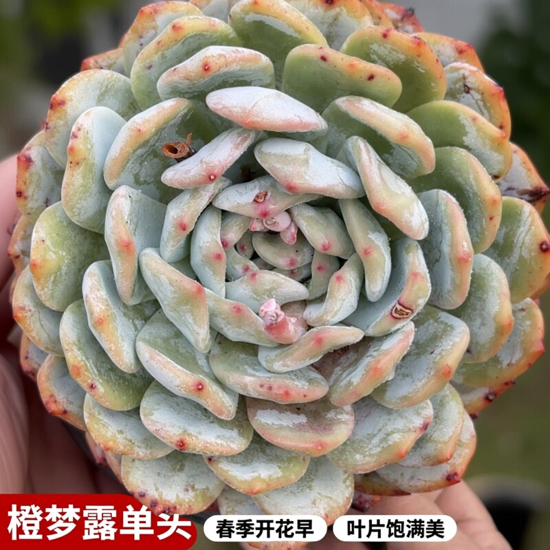 橙梦露单头一物一拍满十元包邮1多肉植物