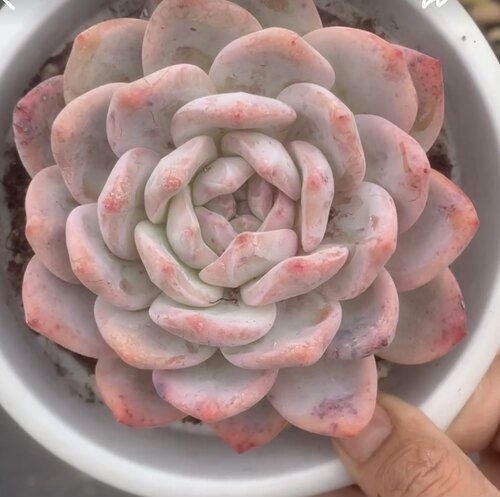 一物一拍多肉植物小萌物橙梦露