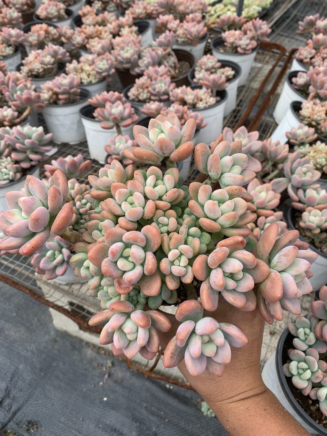 多肉植物洛神老桩红洛神无砍整群劳尔杂交