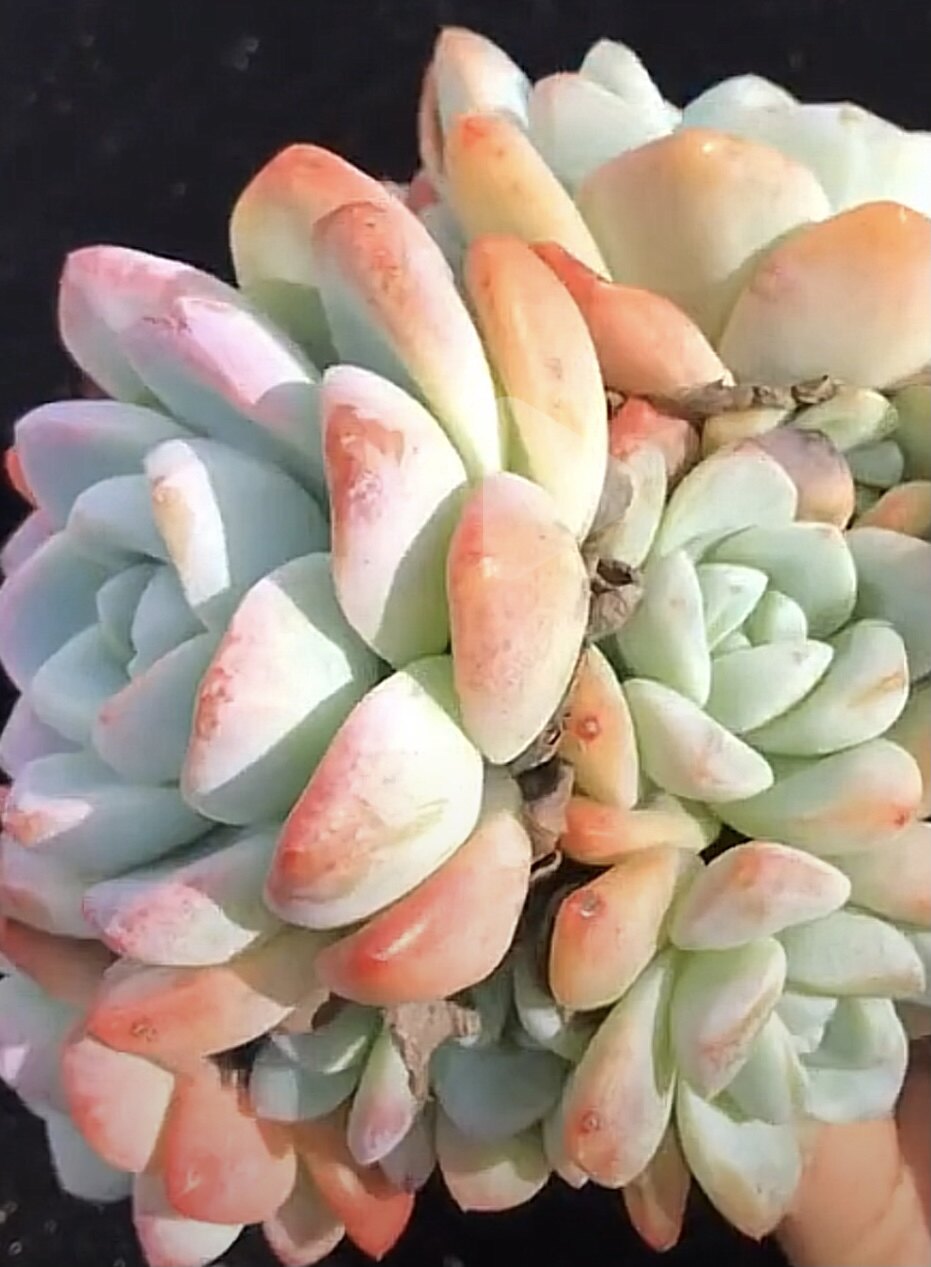 多肉植物冰玉老桩奶油冰玉一物一拍小萌物