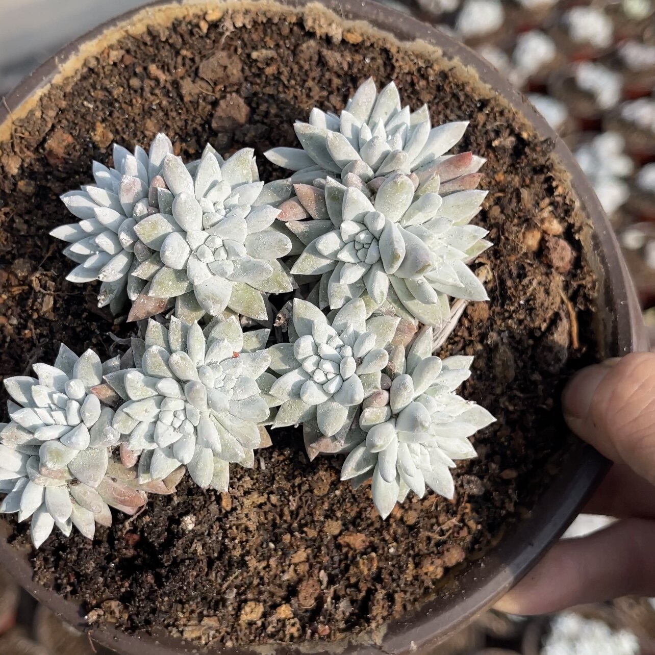 白菊多肉植物满十元包邮一物一拍所见即所得新手好养状态