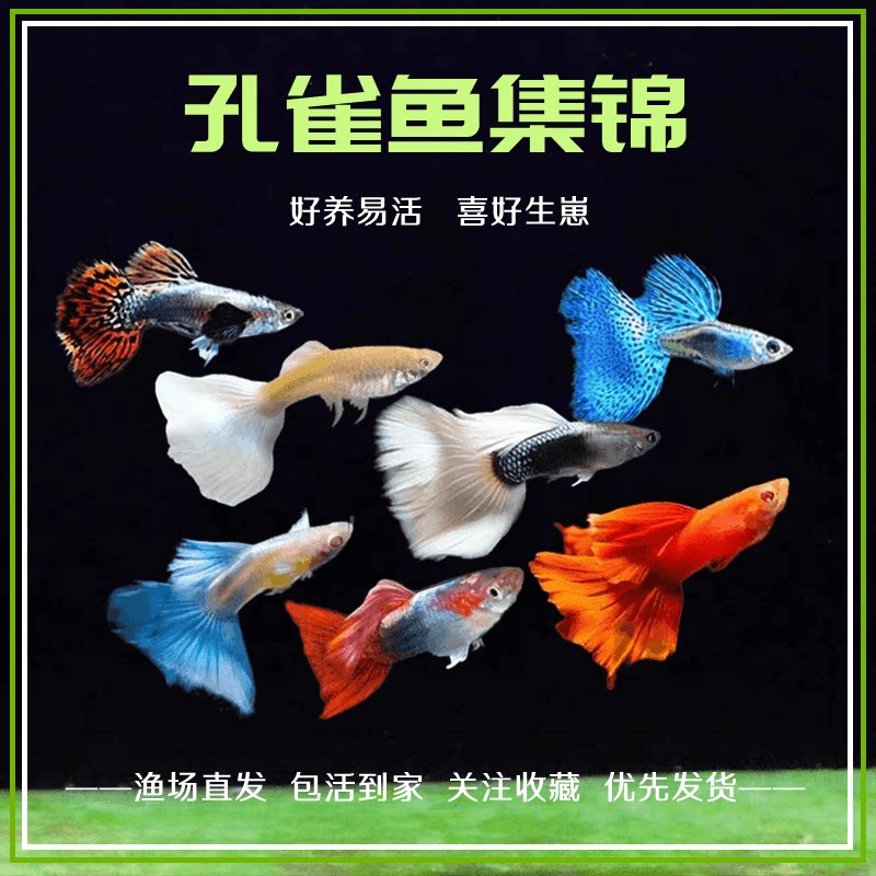 孔雀鱼热带鱼小型观赏鱼凤尾鱼冰蓝孔雀美国全红胎生鱼易繁殖