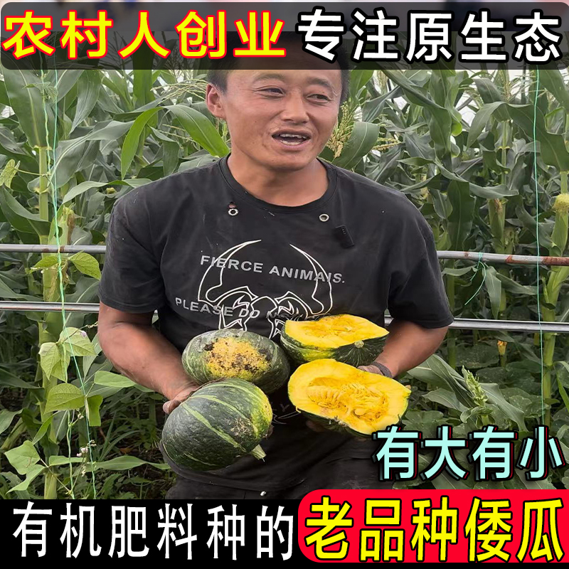 东北倭瓜老品种谢花面窝瓜农家有机肥料种植无农药粉糯非南瓜包邮