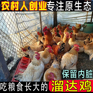 正宗粮食鸡散养小笨鸡下蛋小母鸡白条鸡带内脏整只老品种麻鸡包邮