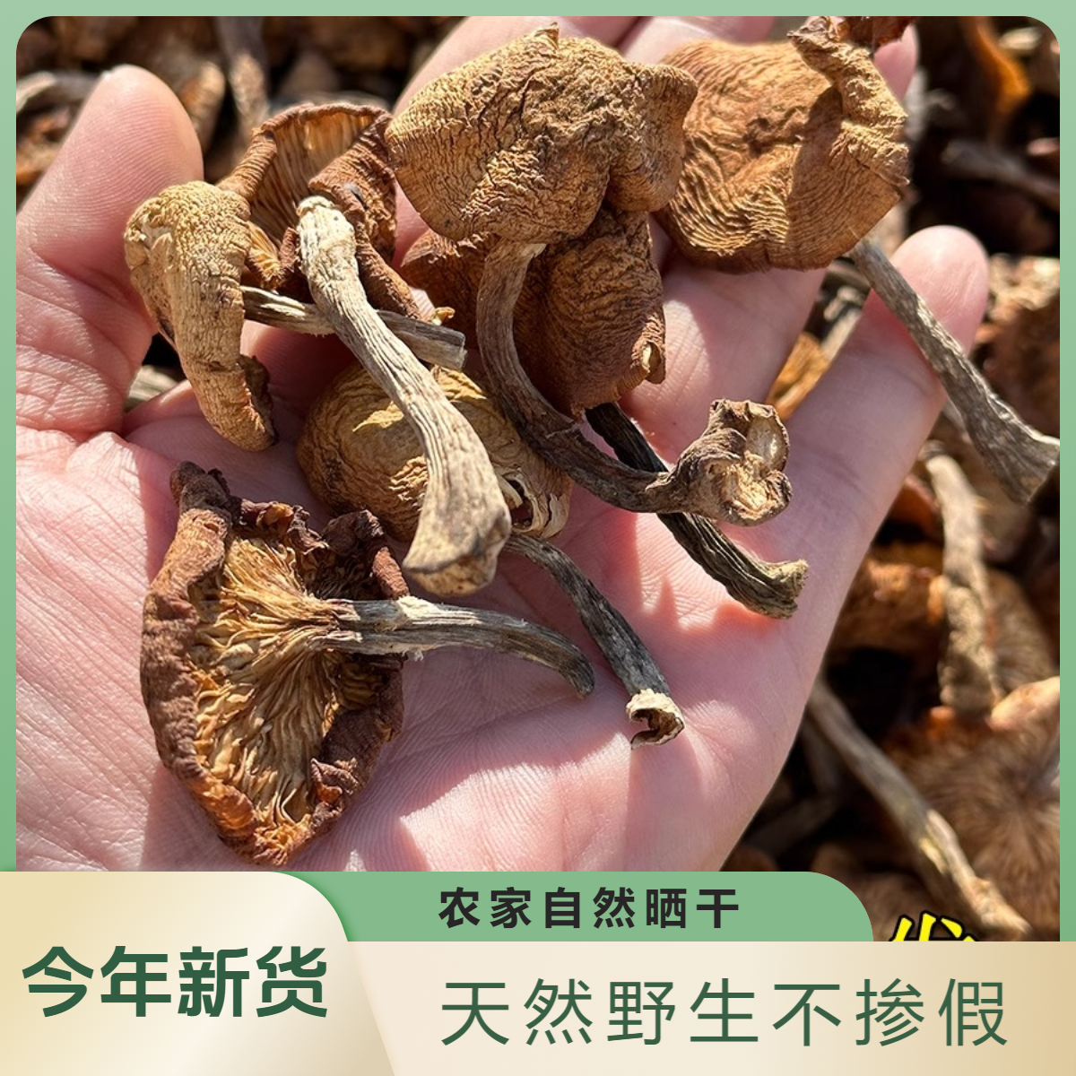 野生榛蘑干货新鲜蘑菇钉自然晒干零添加无杂无根小鸡炖干蘑菇包邮