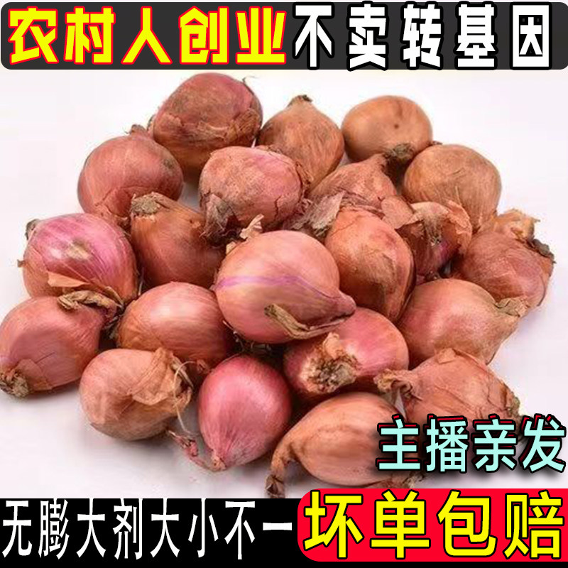 农家自产小毛葱无膨大激素