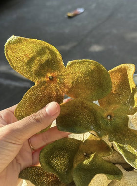 广东三宝之首道地新会陈皮2025年正宗西甲圈枝茶枝柑二红皮