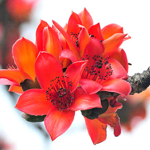 木棉花红色树苗木棉花苗英雄树红木棉盆栽地栽庭院樱花道路绿化树