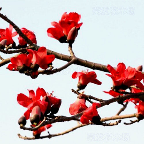 红花木棉树苗 英雄树 攀枝花 庭院花树 街道观赏风景绿化种植花苗