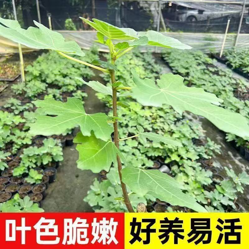 波姬红无花果带叶原盆带土可南北种植庭院阳台种植当年结果