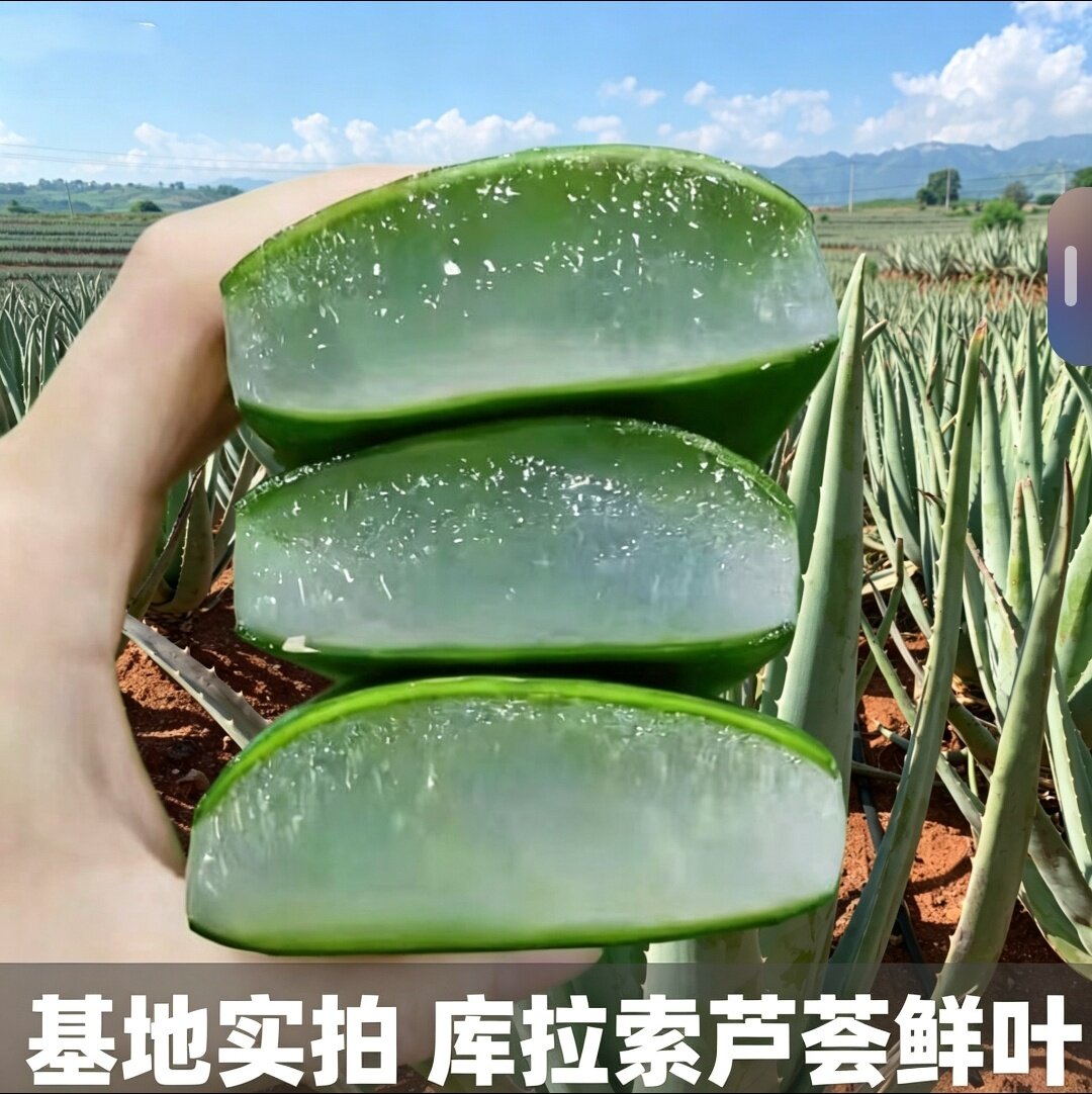 新鲜库拉索芦荟可食用叶片原产地洗头护肤用美容院敷脸用晒后涂抹