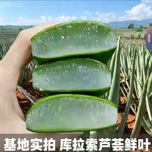 新鲜库拉索芦荟护肤美容洗头护理