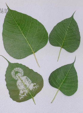 KI9S菩提叶干树叶标本干燥处理平面叶子手工雕刻照片图案绘画叶雕