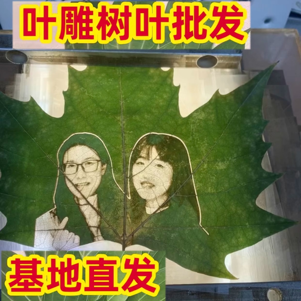 叶雕专用平安叶雕叶子激光手工梧桐叶,干燥平整叶雕梧桐叶叶子雕