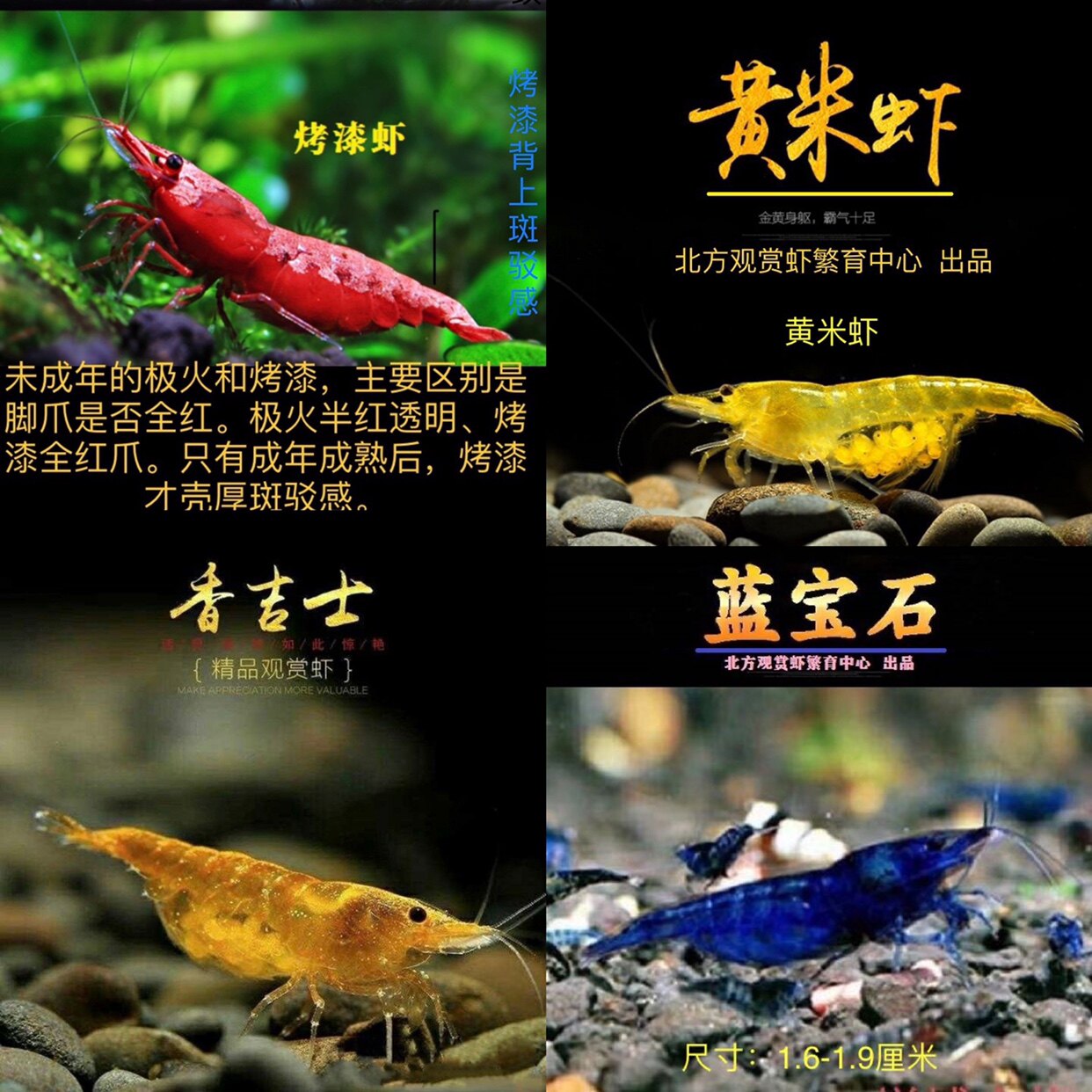 精品多色套餐观赏虾红黄蓝橙白活虾淡水冷水虾鱼草缸极火樱花黑壳