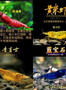 包邮精品繁殖组观赏虾套餐鱼缸活虾极火红黄蓝橙红白淡水冷水