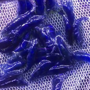 观赏虾蓝钻虾蓝活虾淡水冷水虾鱼缸除藻虾 精品大蓝宝石虾 繁殖组