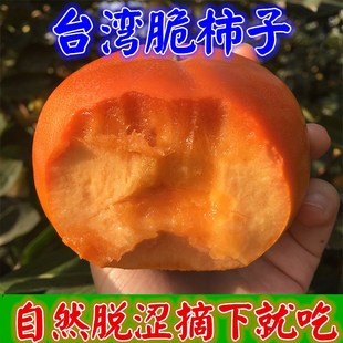 脆柿子树果苗嫁接特大南北方种地载庭院果树火晶柿子苗树当年结果