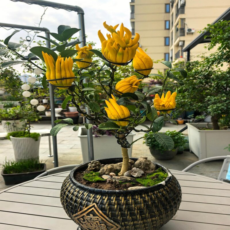 佛手苗金佛手树苗带花果四季阳台室内盆栽庭院种植佛手柑当年结果