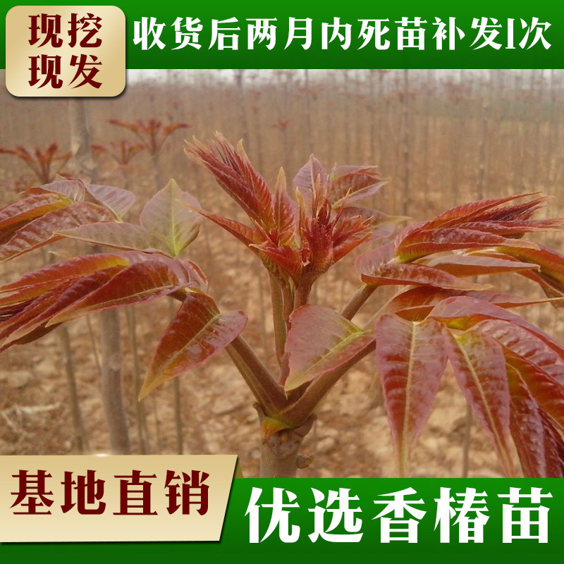 香椿树苖新鲜红油四季早采摘正宗春芽树苗食用盆栽地栽矮化香椿苗
