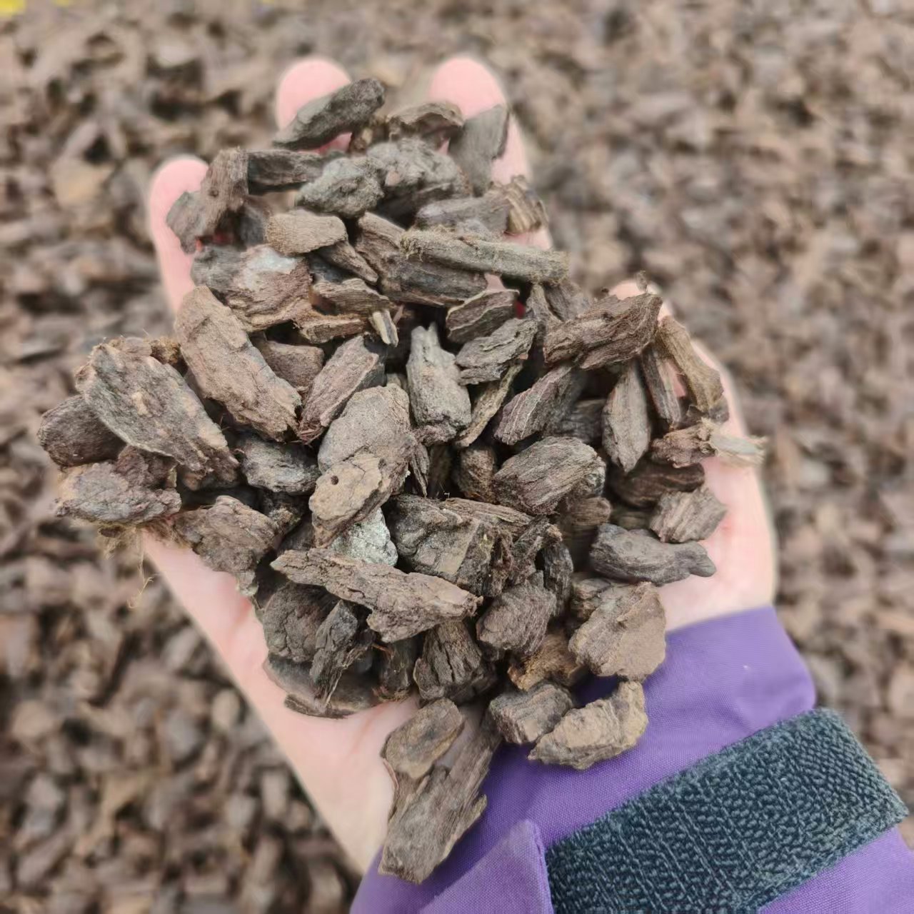 子涵园艺发酵柳树皮兰花植料生根