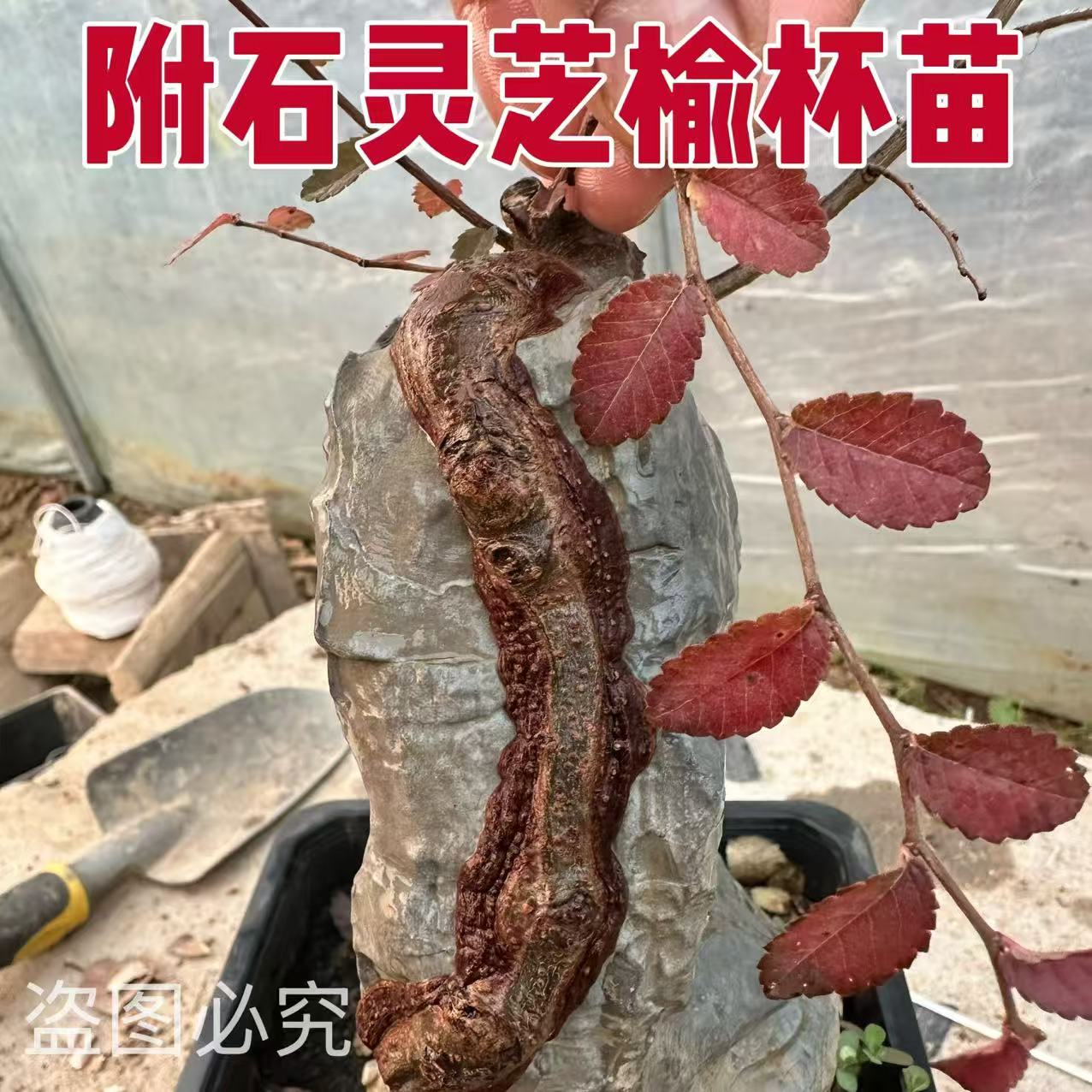 盆景附石开槽灵芝榆小苗绿皮青皮小叶榔榆小叶榆杯苗榆树树苗专用