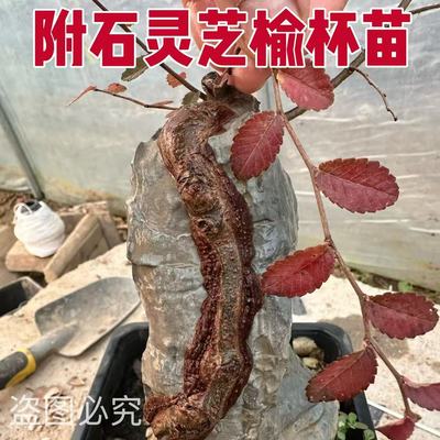 盆景附石开槽灵芝榆小苗绿皮青皮小叶榔榆小叶榆杯苗榆树树苗专用