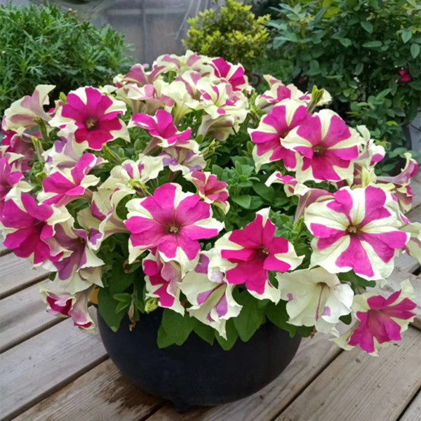 彩袋装矮牵牛种子碧冬茄草本阳台庭院室内专用多年生爬藤喇叭花籽