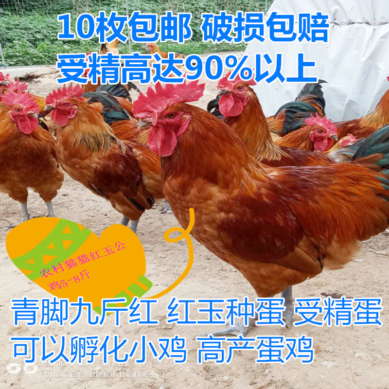 受精蛋孵化蛋红瑶红玉九斤红