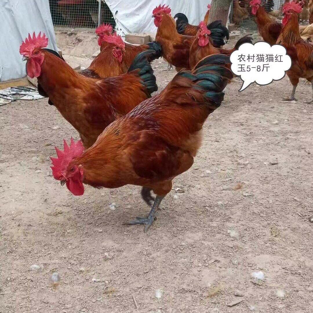 九斤种蛋受精可孵化红瑶受精蛋