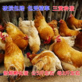 纯种三黄鸡种蛋新鲜受精蛋自然受精土鸡种蛋可孵化小鸡10枚起发